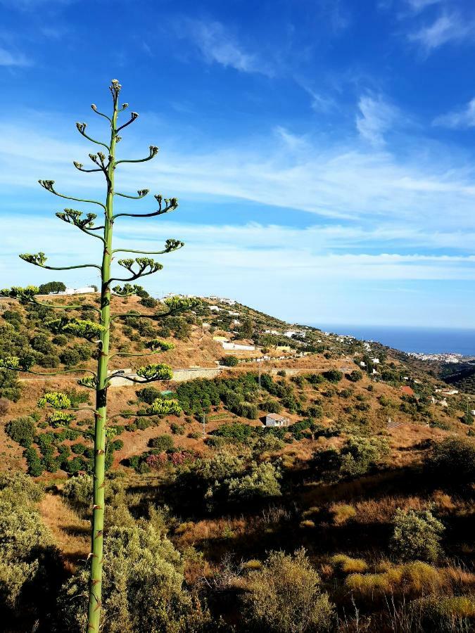 Mateo Apartamentos Nerja Dış mekan fotoğraf